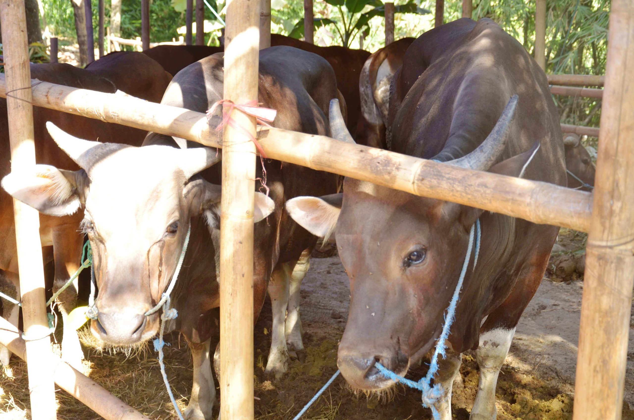 Jual Sapi Bali di Yogyakarta: Temukan Kualitas Terbaik di Kampung Ternak Jogja