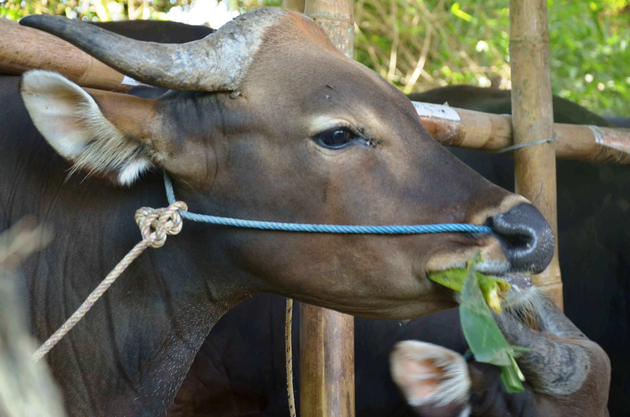 Menemukan Sapi Bali Idaman di Bantul: Kisah Kampung Ternak Jogja
