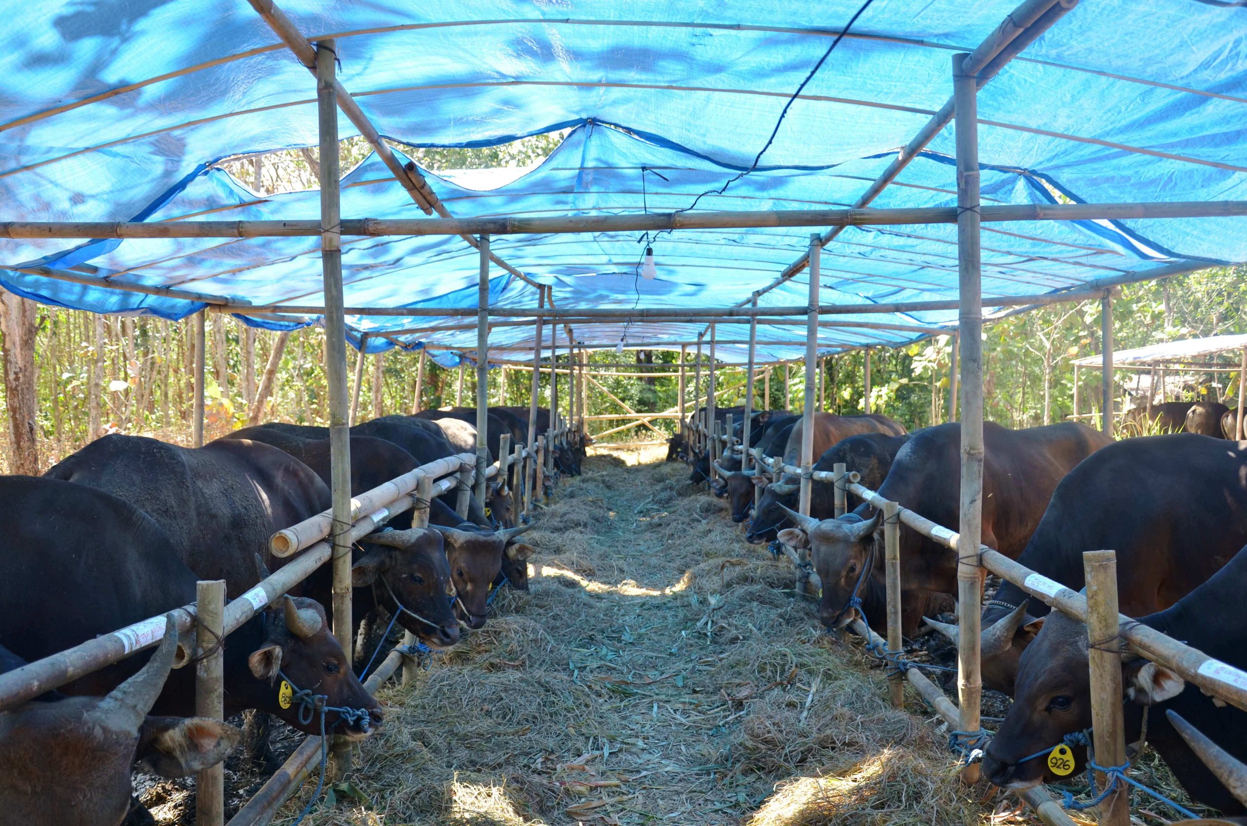 Sapi Bali Untuk Kurban: Mengapa Pilihan Terbaik dan Dimana Membelinya?